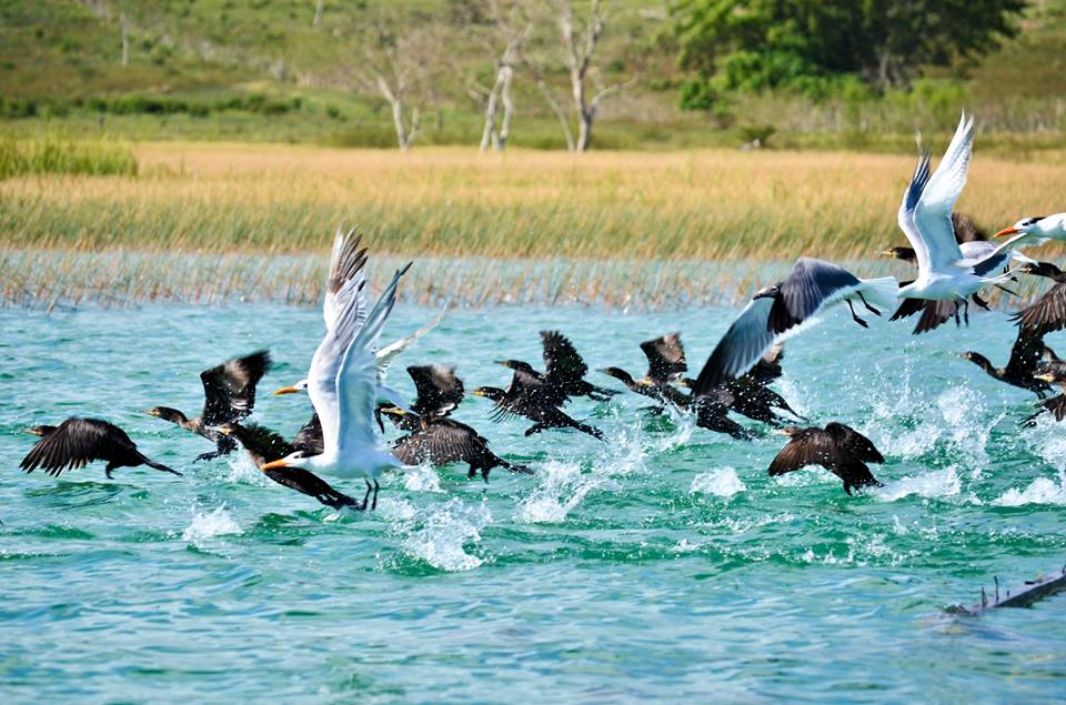Birds at Lake Peten Itza, Petén, Guatemala