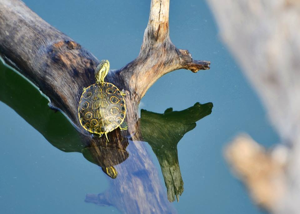 Turtle at Lake Peten Itza, Petén, Guatemala