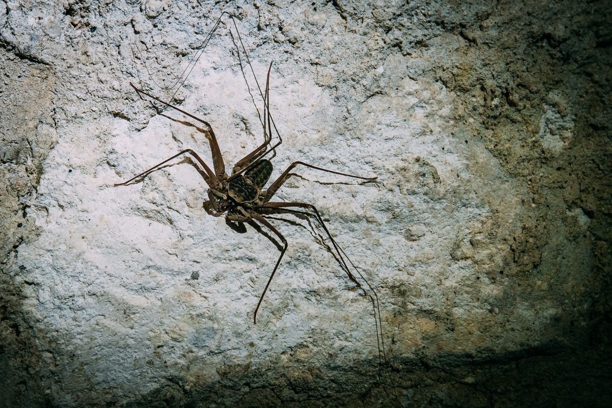 Scorpion Spider at Petén, Guatemala