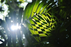 Sun light through the jungle at Petén
