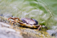 Crab at Lake Peten Itza, Petén, Guatemala