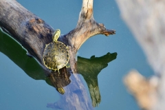 Turtle at Lake Peten Itza, Petén, Guatemala
