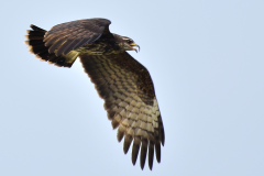 Gavilán Caracolero en Arroyo Yaxtunilá