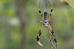 Araña Seda de Oro