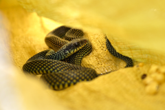 Culebra ranera