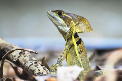 Cutete - Basilisco Café en Santa Elena, Flores, Petén