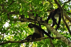 Monkey at El Mirador