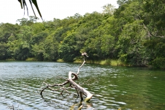 Bird at Puerto Arturo