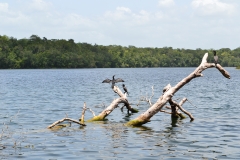 Birds at Puerto Arturo