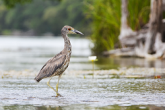 Garza nocturna corona amarilla