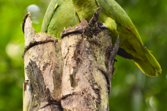 Loros Frente Roja libres
