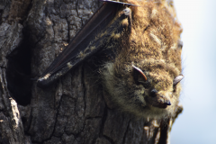 Murciélago Narigón