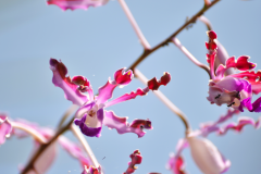 Orquídeas a orillas del Río San Pedro - Petén