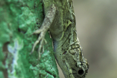 Pequeño lagarto en la corteza de un árbol