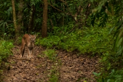 Mountain Lion, Panthera Concolor