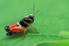 Saltamontes