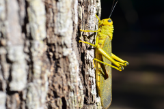 Saltamontes en Puerto Arturo