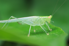 Saltamontes transparente