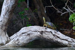 Tortuga a orillas del Río San Pedro