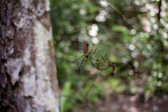 Spider at El Mirador, Petén