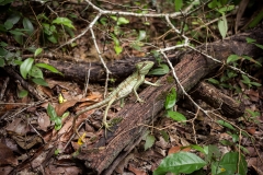 Gecko at El Mirador, Petén