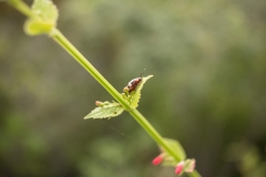Ladybug at El Mirador, Petén.