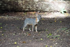 Gray Fox at Petén