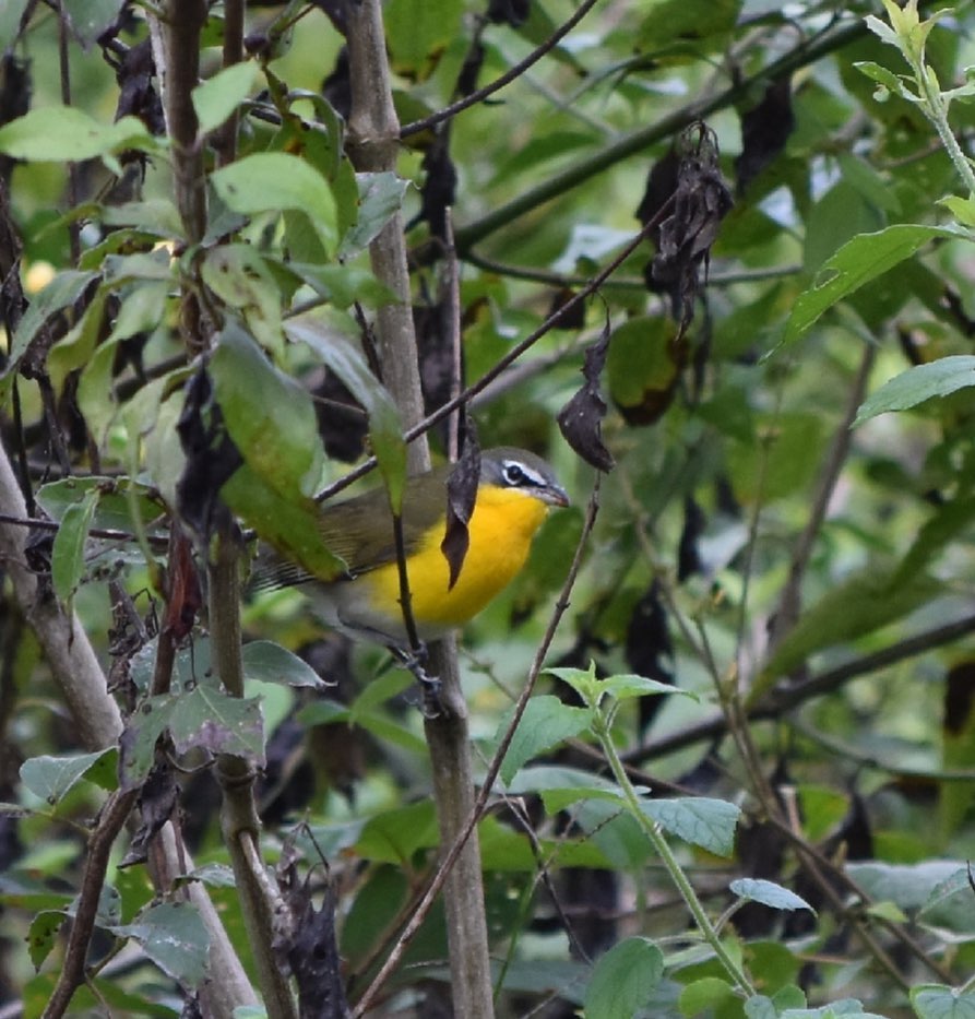 Aves en Puerto Arturo, Petén