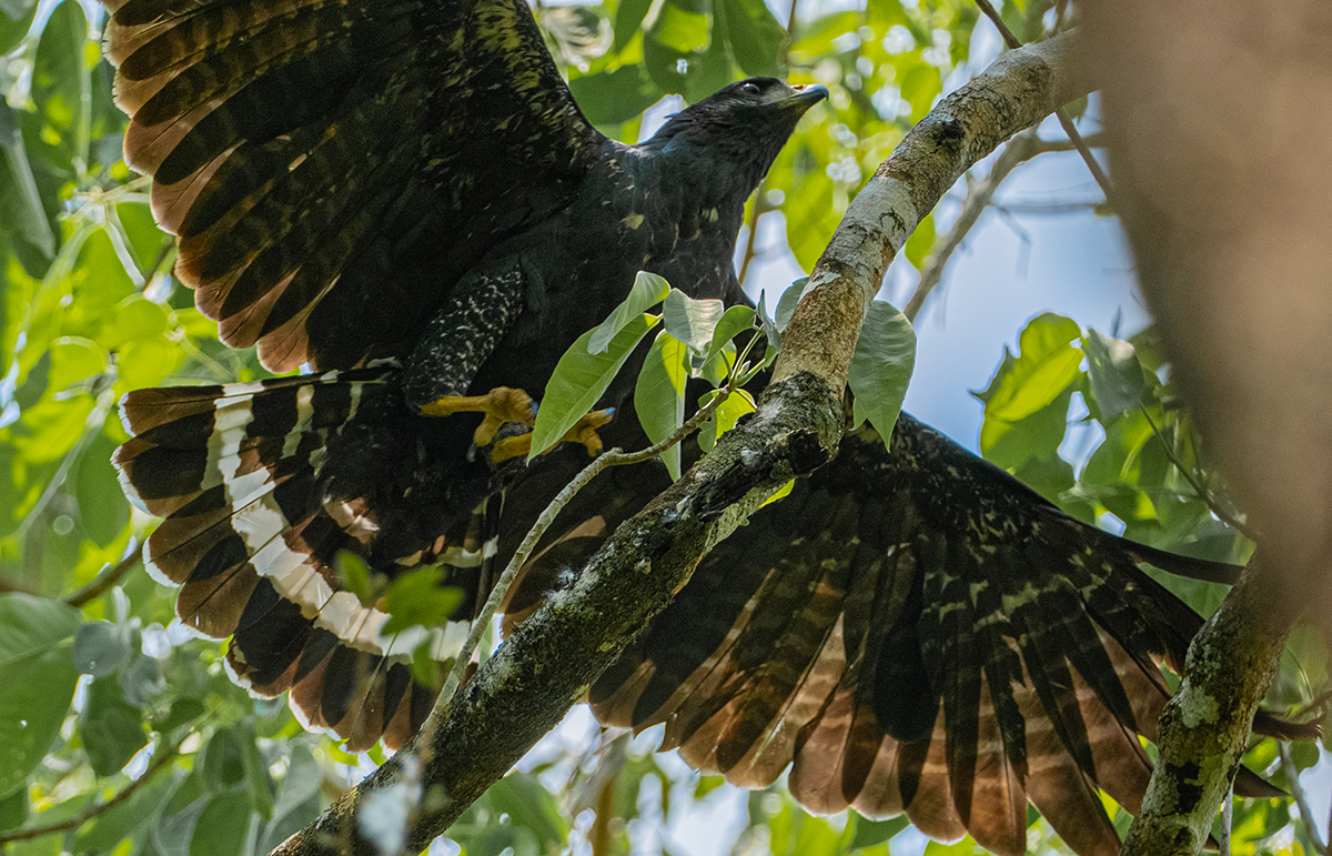 Aves Rapaces en Puerto Arturo, Petén