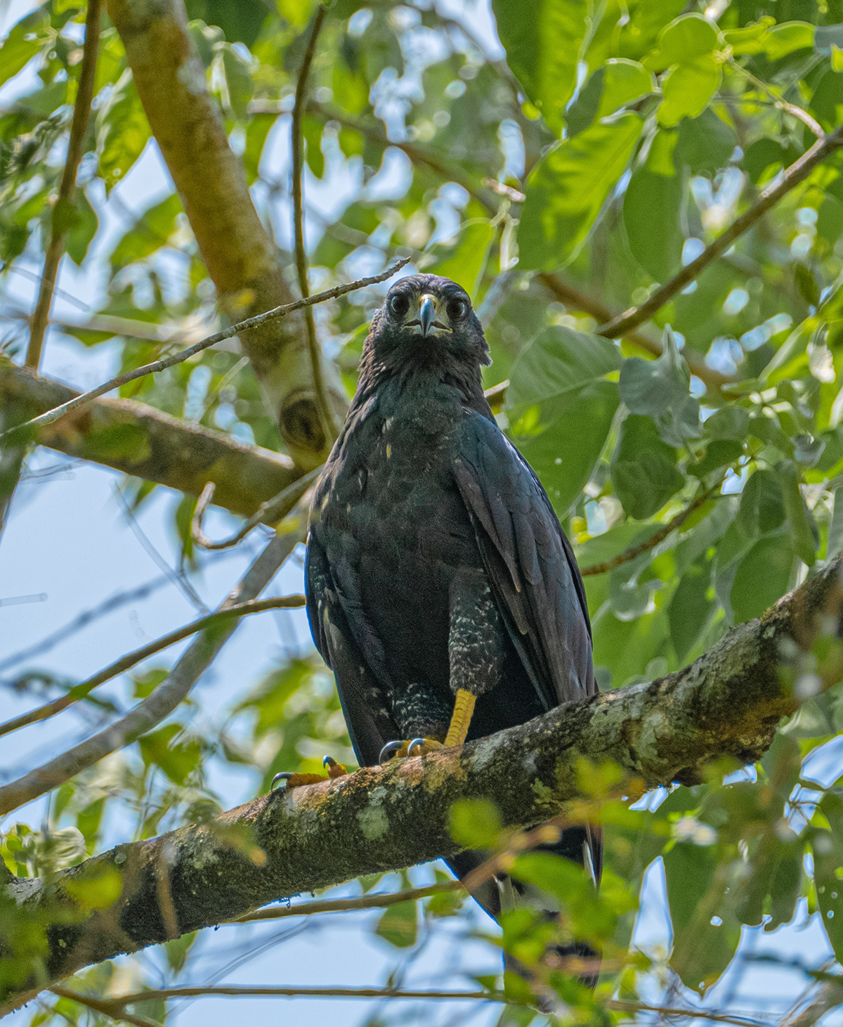 Aves Rapaces en Puerto Arturo, Petén.