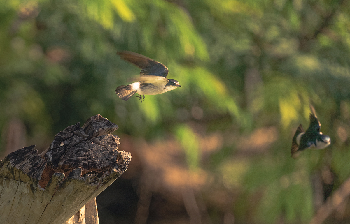 Aves en Puerto Arturo, Petén