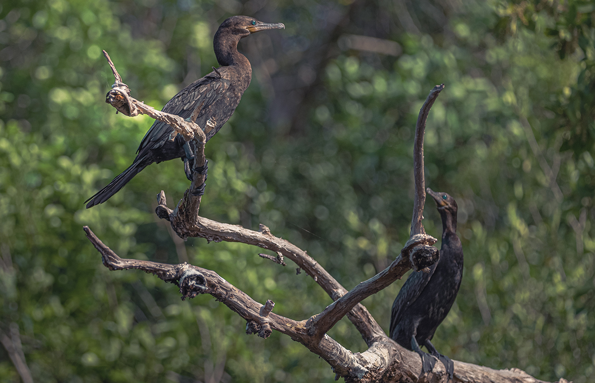 Aves en Puerto Arturo, Petén