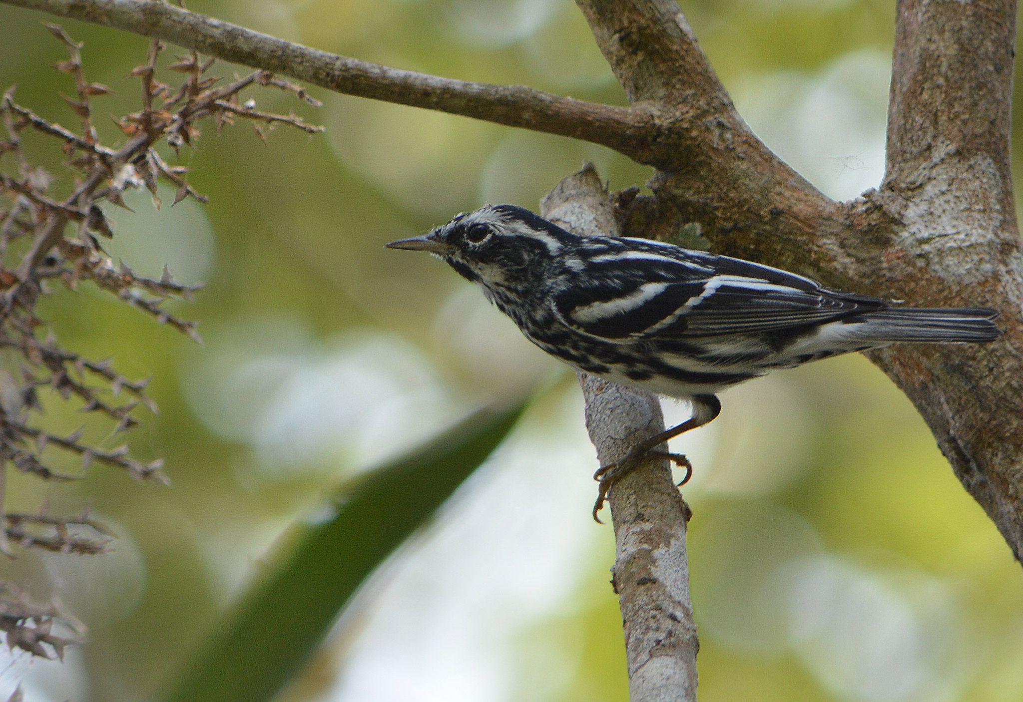 Black and white Warbler