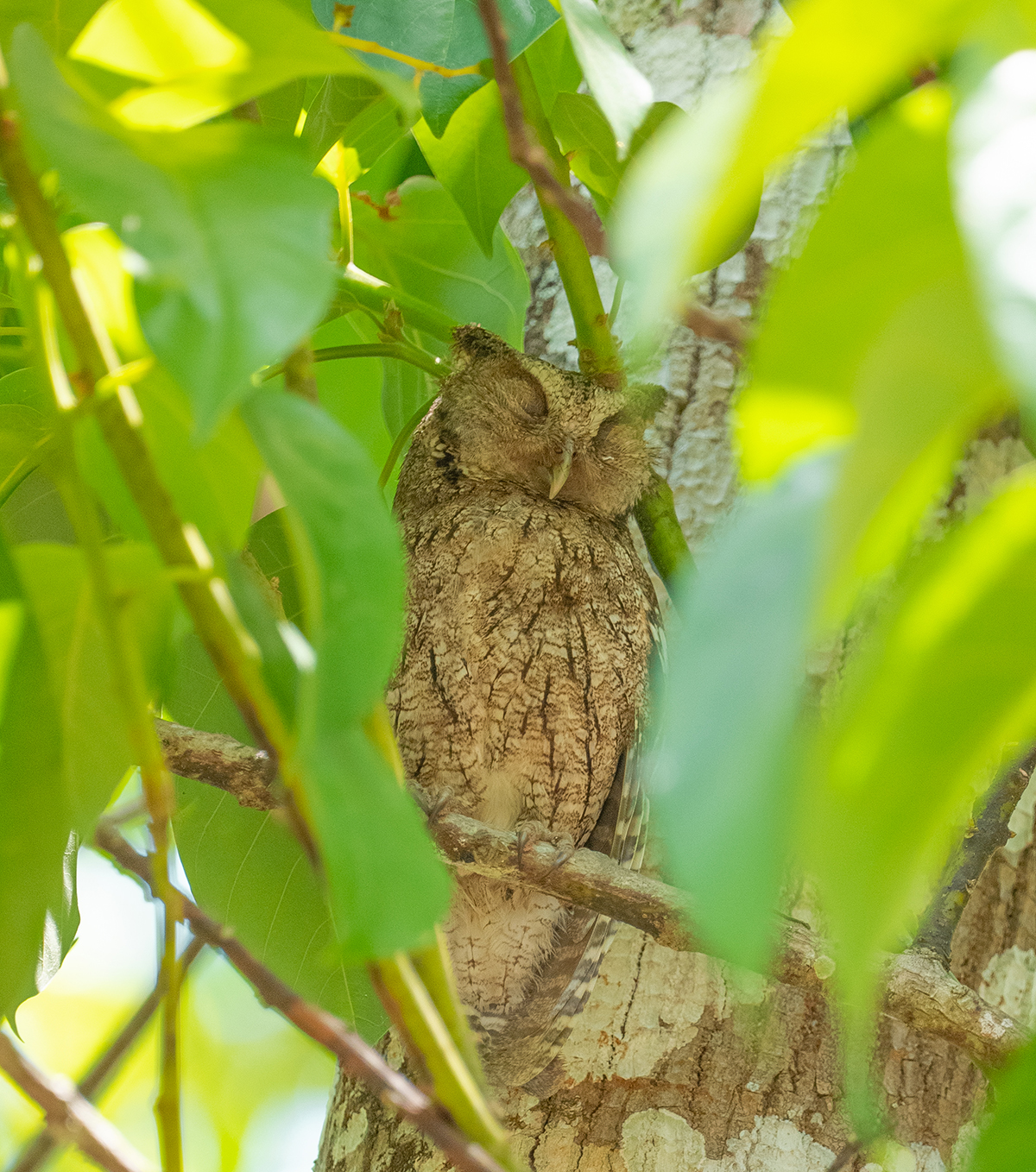 Búho en Puerto Arturo, Petén.