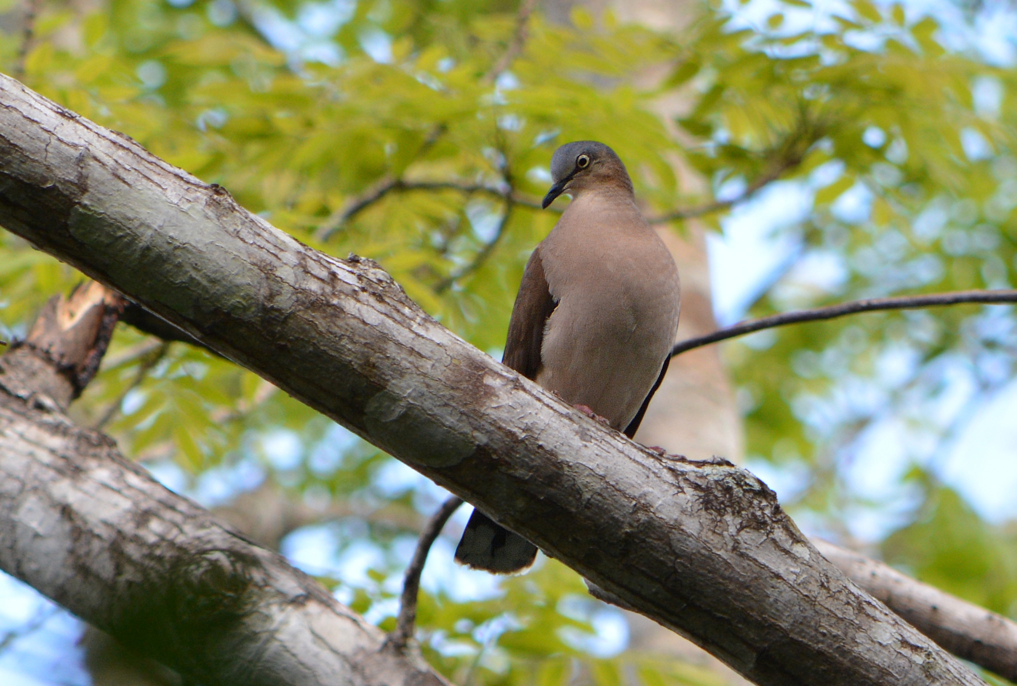 Gray headed Dove