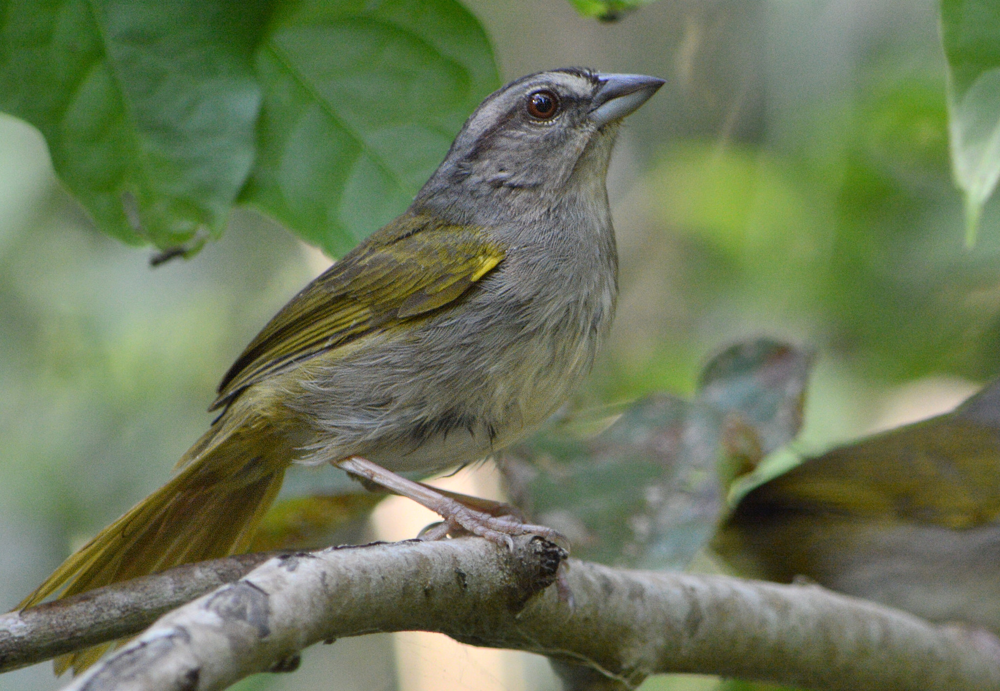 Green backed Sparrow