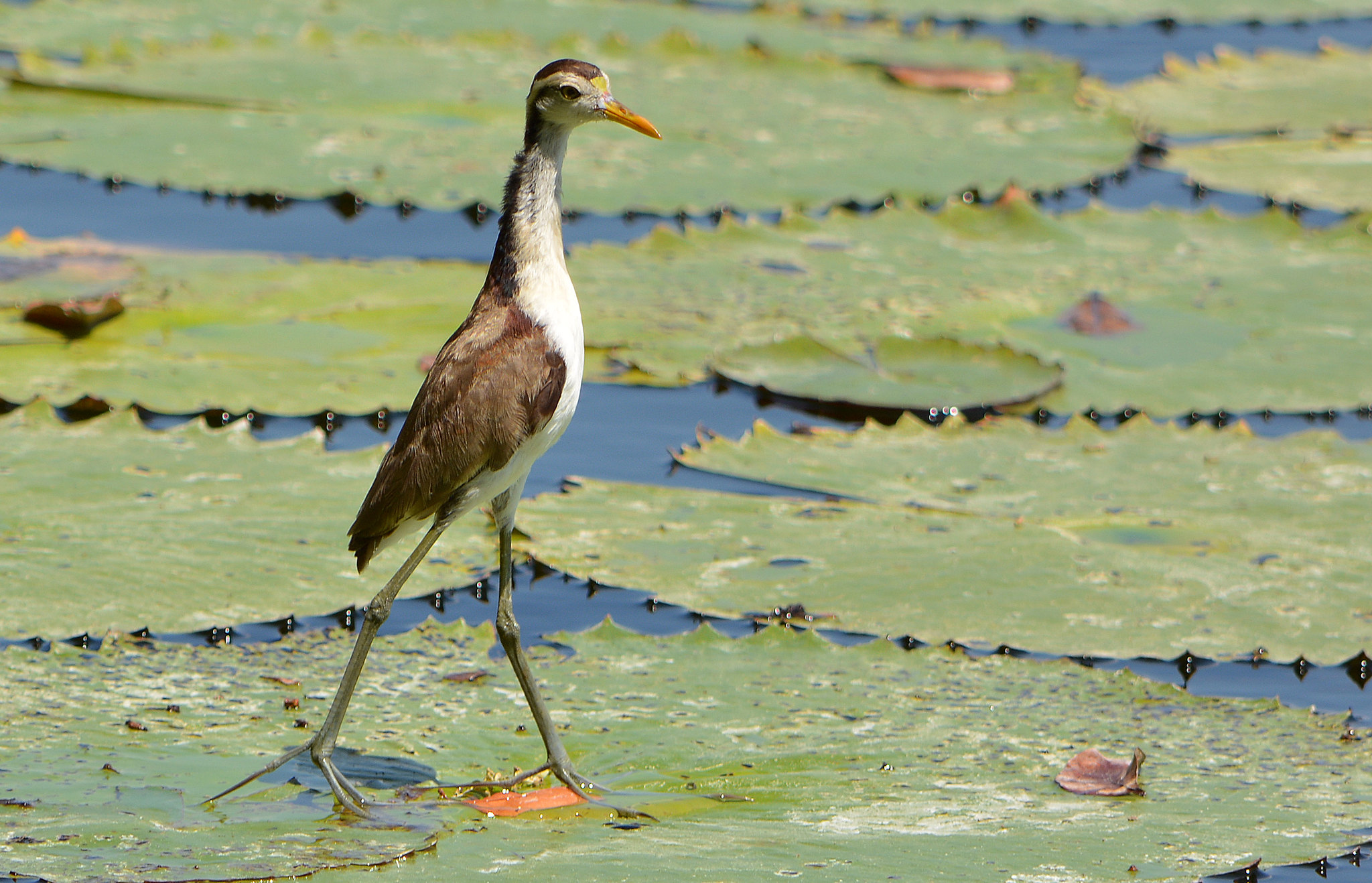 Jacana spinosa