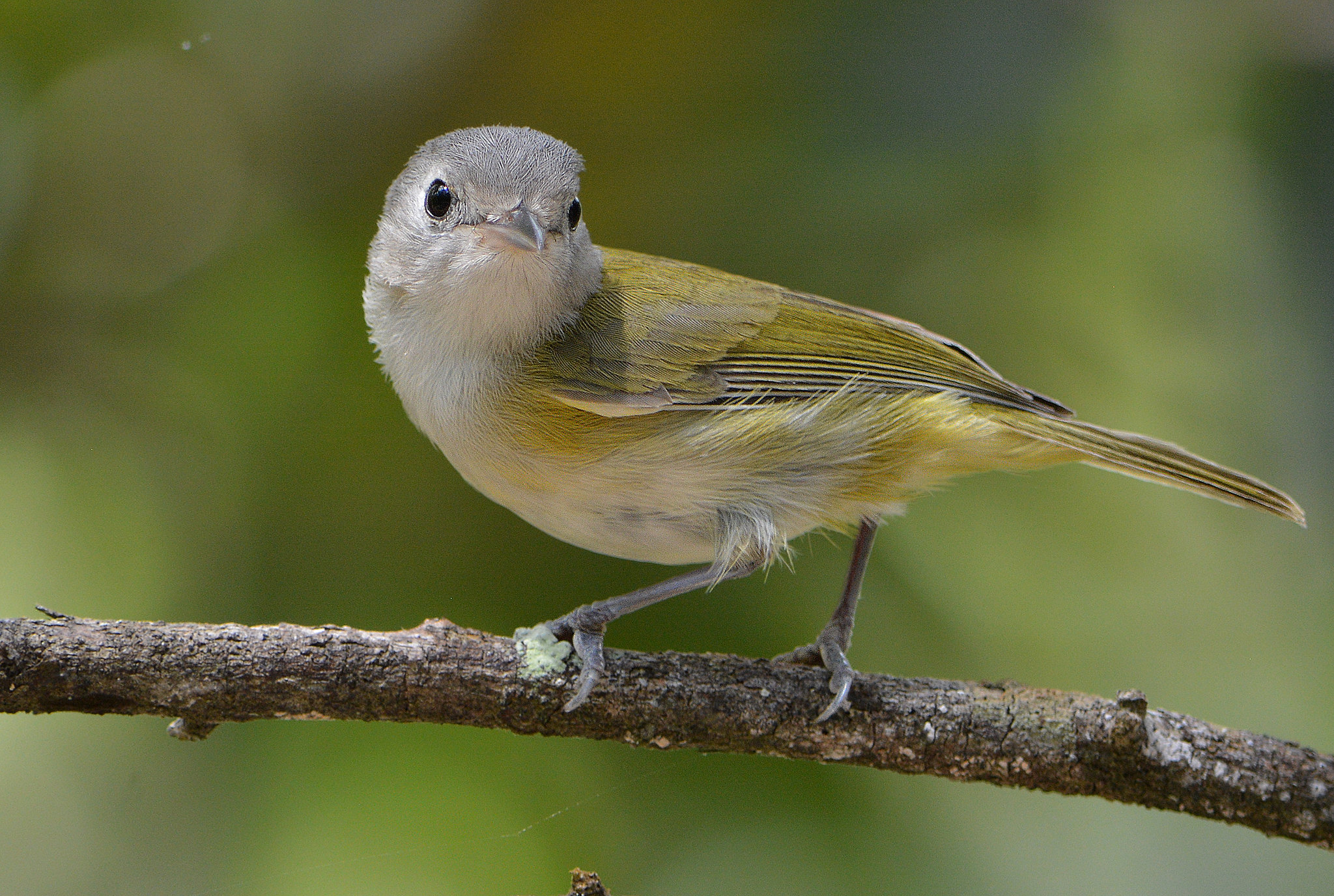 Lesser Greenlet