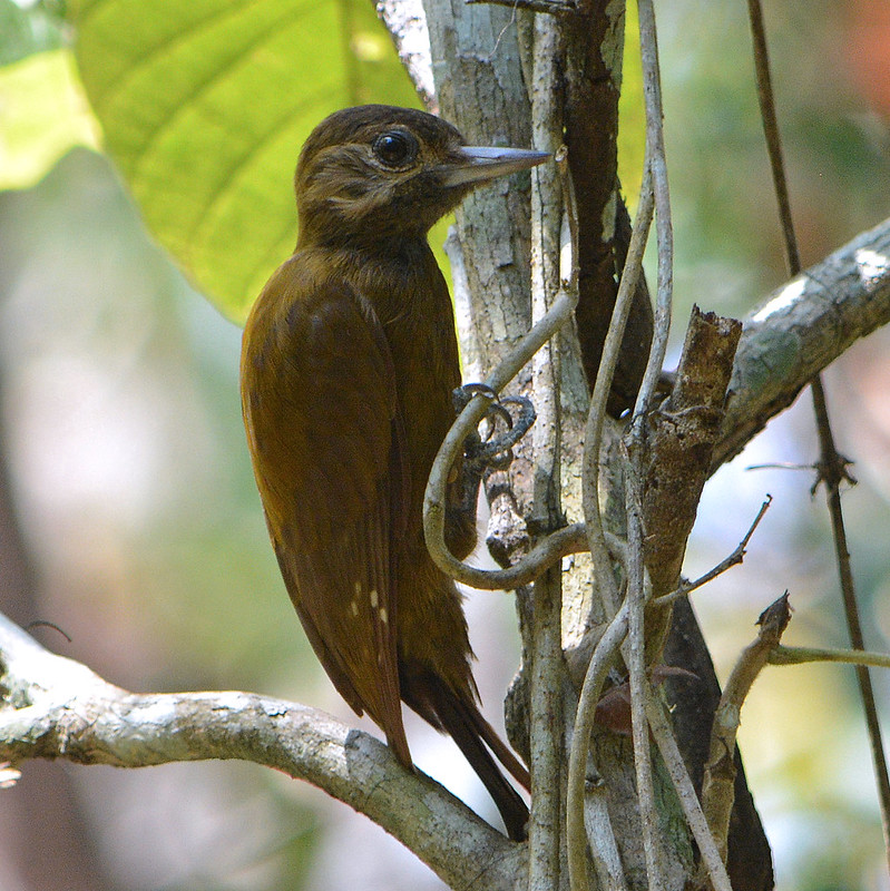 Picoides fumigatus