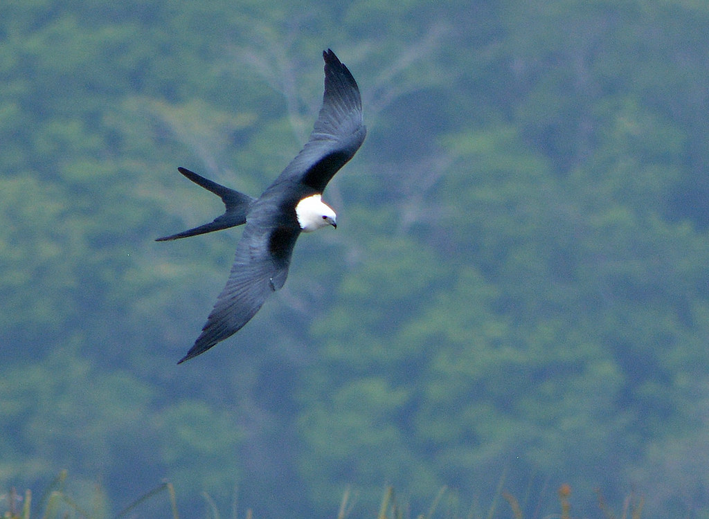 Swallow kite