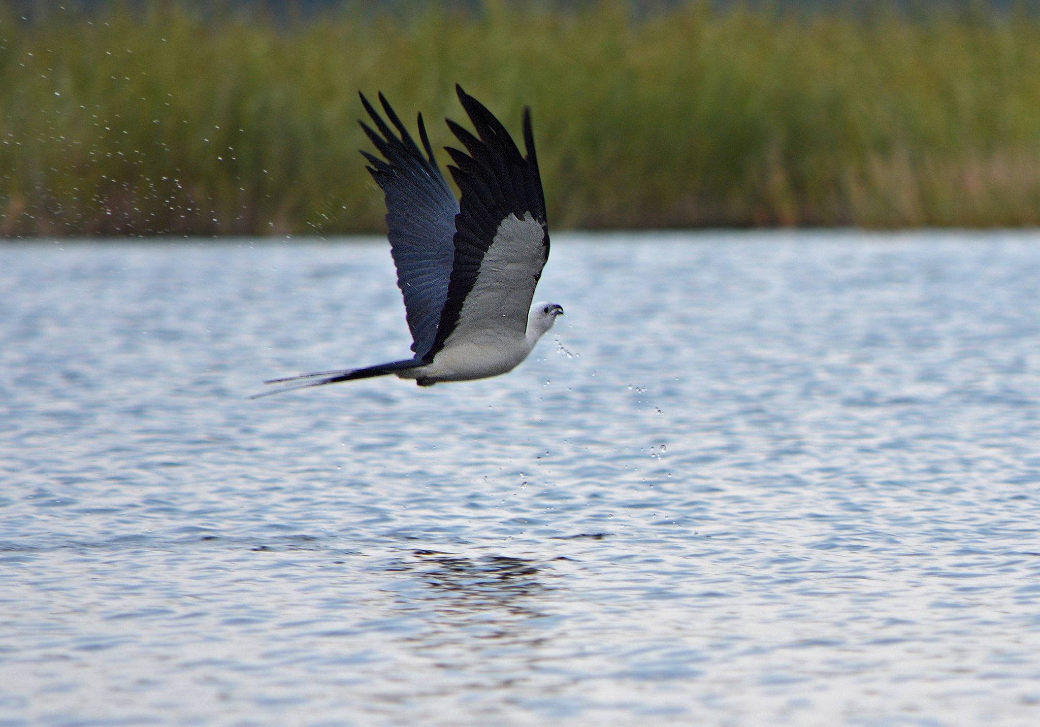 Swallow kite