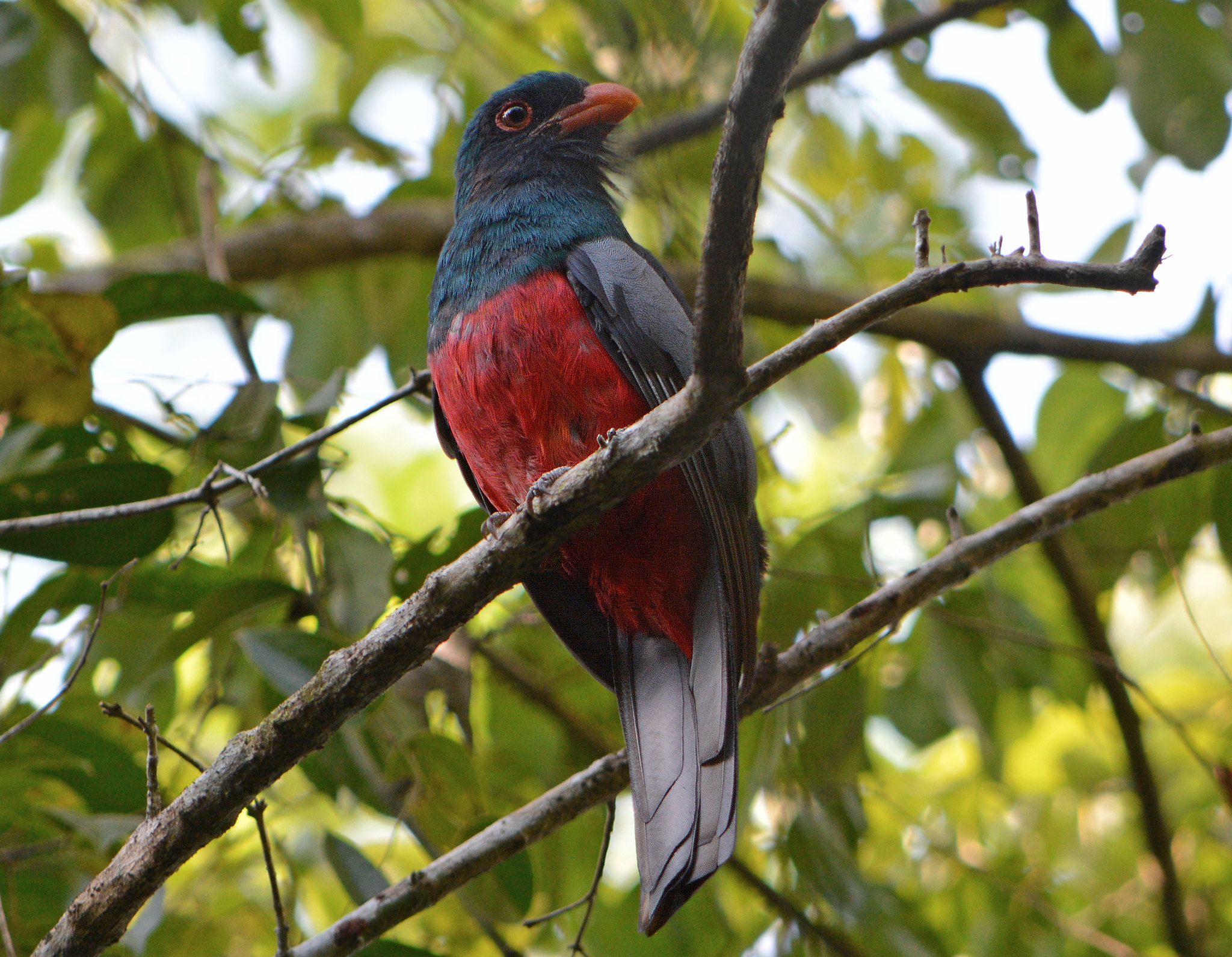 Trogon massena