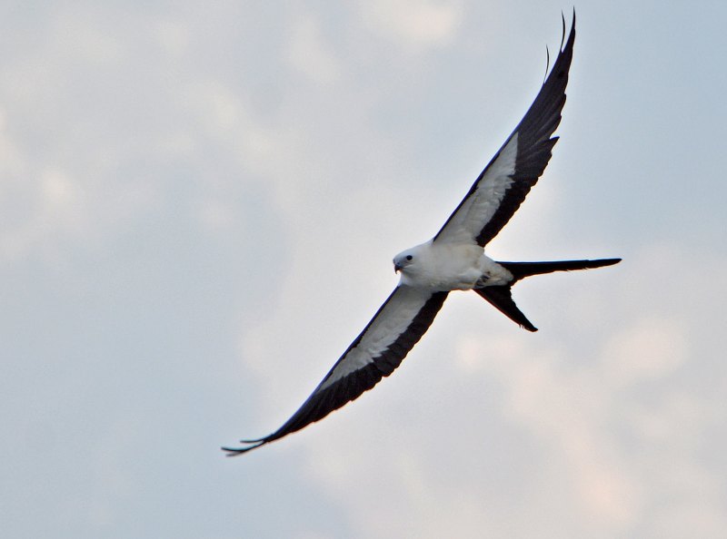 Swallow kite