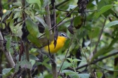 Aves en Puerto Arturo, Petén