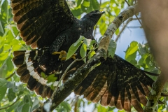 Aves Rapaces en Puerto Arturo, Petén