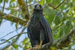 Aves Rapaces en Puerto Arturo, Petén.