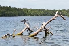 Aves acuáticas en Puerto Arturo