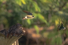 Aves en Puerto Arturo, Petén