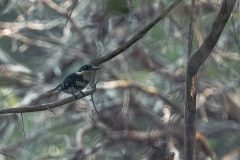 Aves en Puerto Arturo, Petén