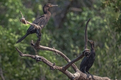 Aves en Puerto Arturo, Petén